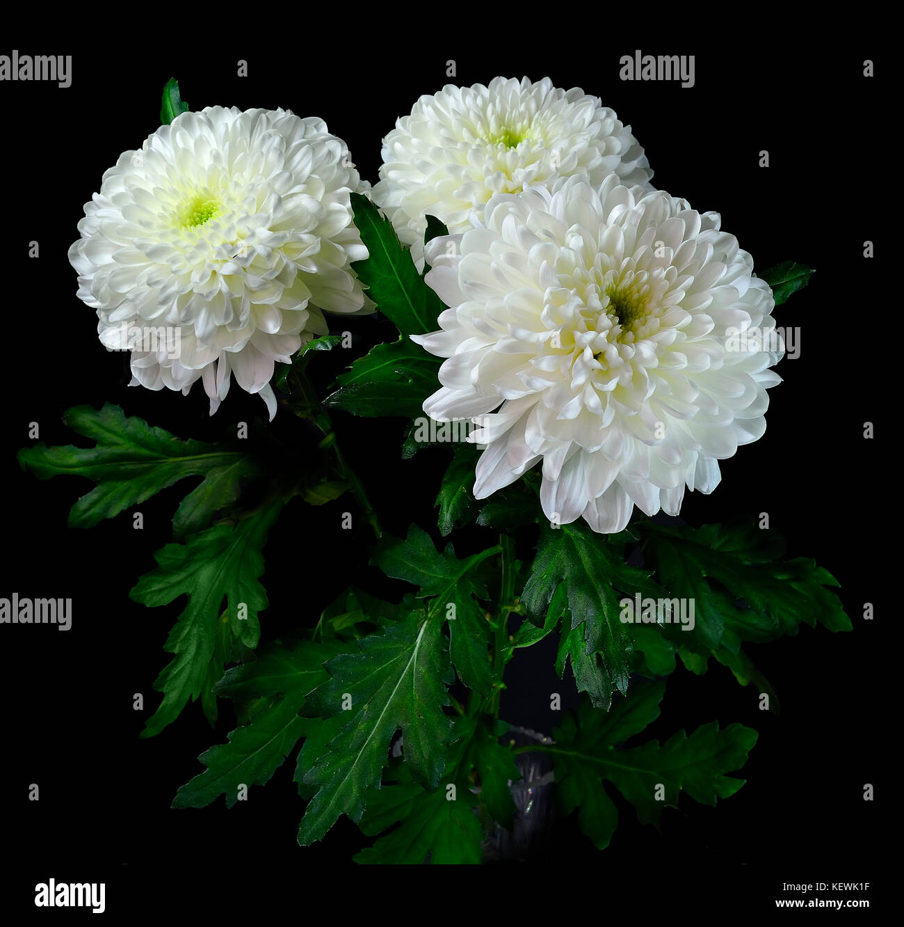 Bouquet de chrysanthèmes blancs dans un vase en cristal isolé sur fond noir Banque D'Images