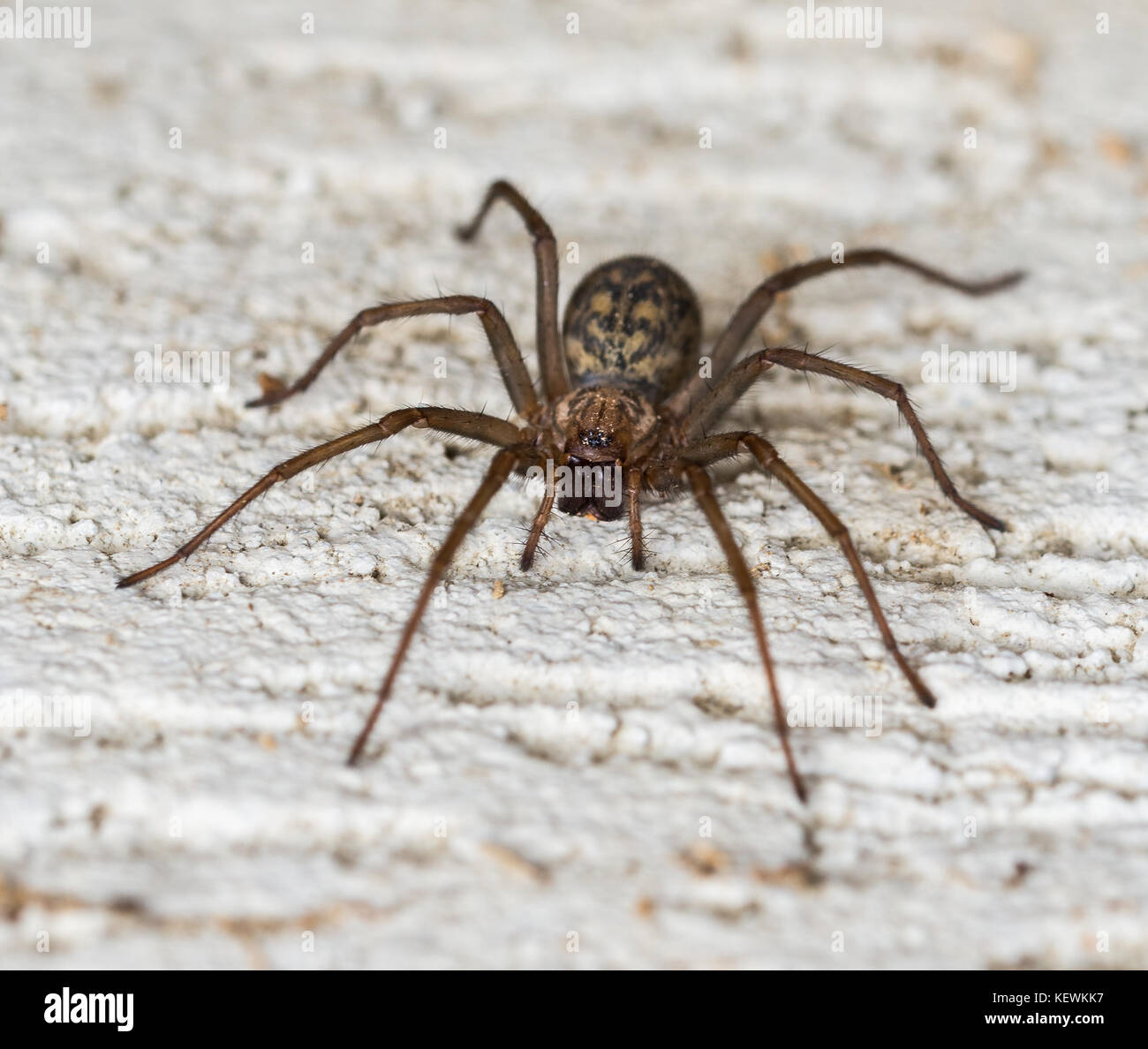 Araignée sur le mur lat.tegenaria domestica. Banque D'Images