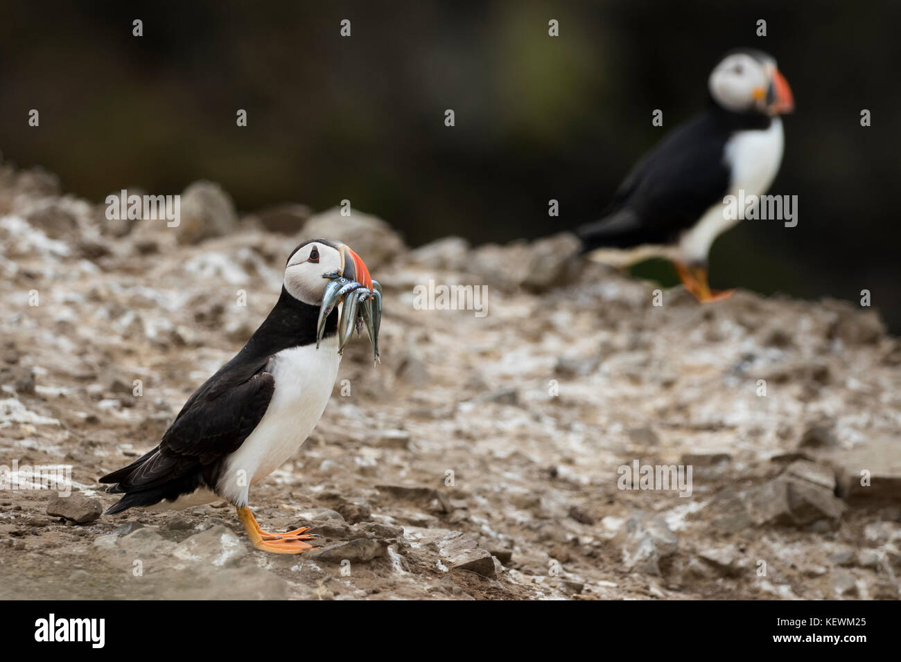 Macareux moine (Fratercula arctica) avec un bec plein de lançons dans l'avant-plan d'un grand angle photo de haut d'une falaise à l'habitat côtier. Banque D'Images