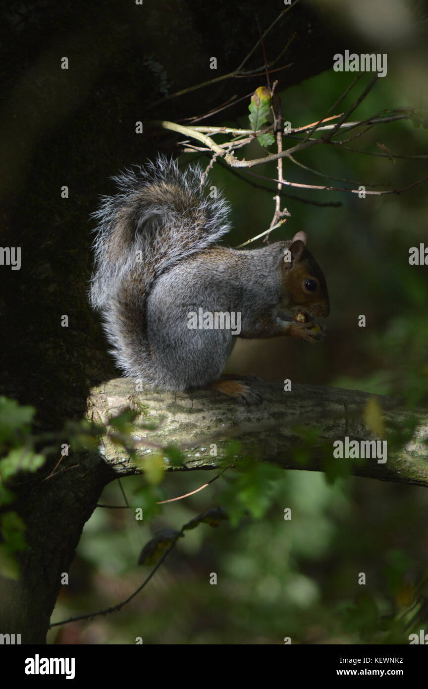 Un écureuil s'assit en mangeant un gland Banque D'Images