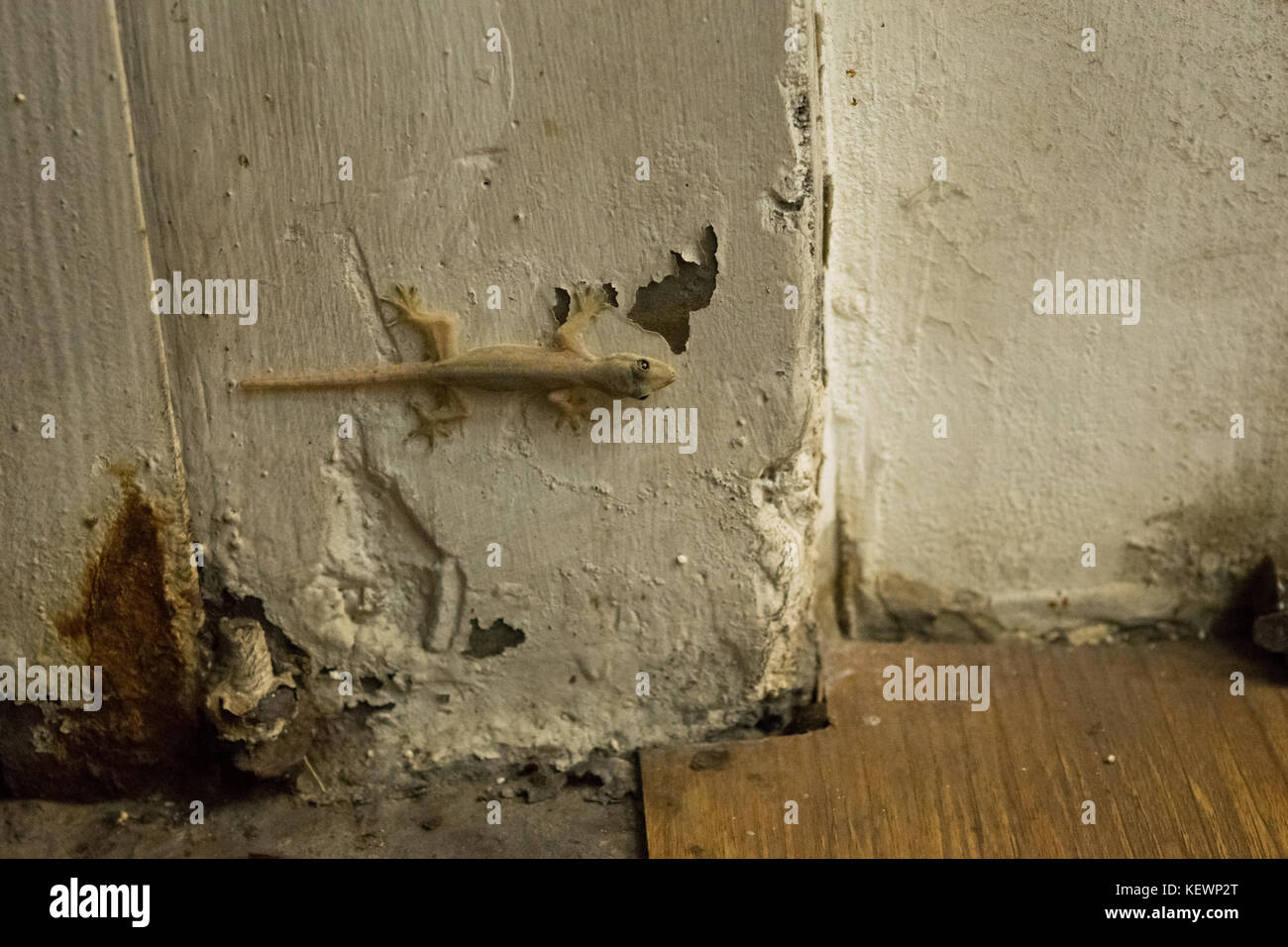 Asianreptile maison commune, gecko Hemidactylus frenatus, hanging on collé à un mur blanc d'une maison à Phnom Penh, Cambodge, Asie du Sud Est Banque D'Images