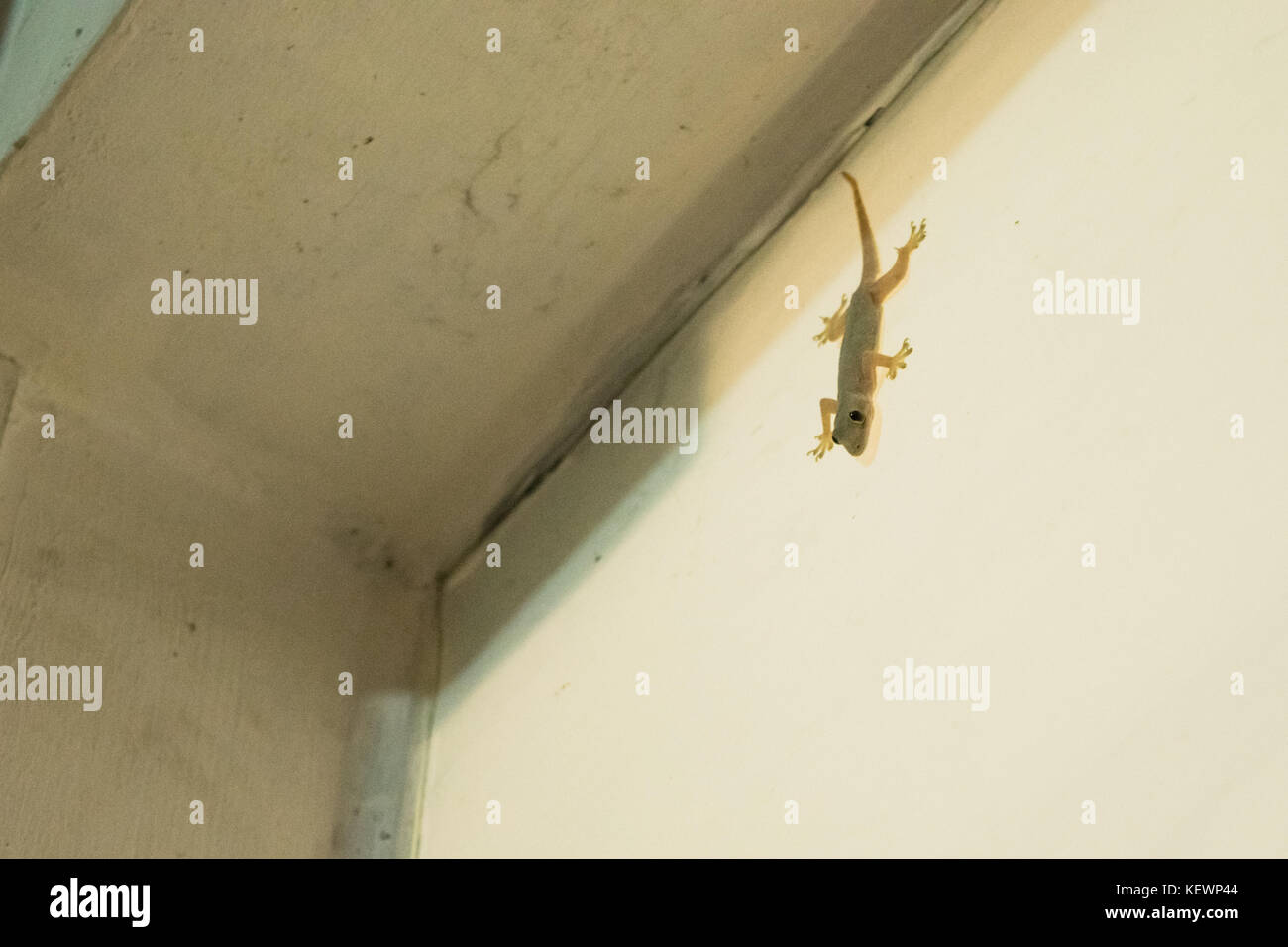 Asianreptile maison commune, gecko Hemidactylus frenatus, hanging on collé à un mur blanc d'une maison à Phnom Penh, Cambodge, Asie du Sud Est Banque D'Images