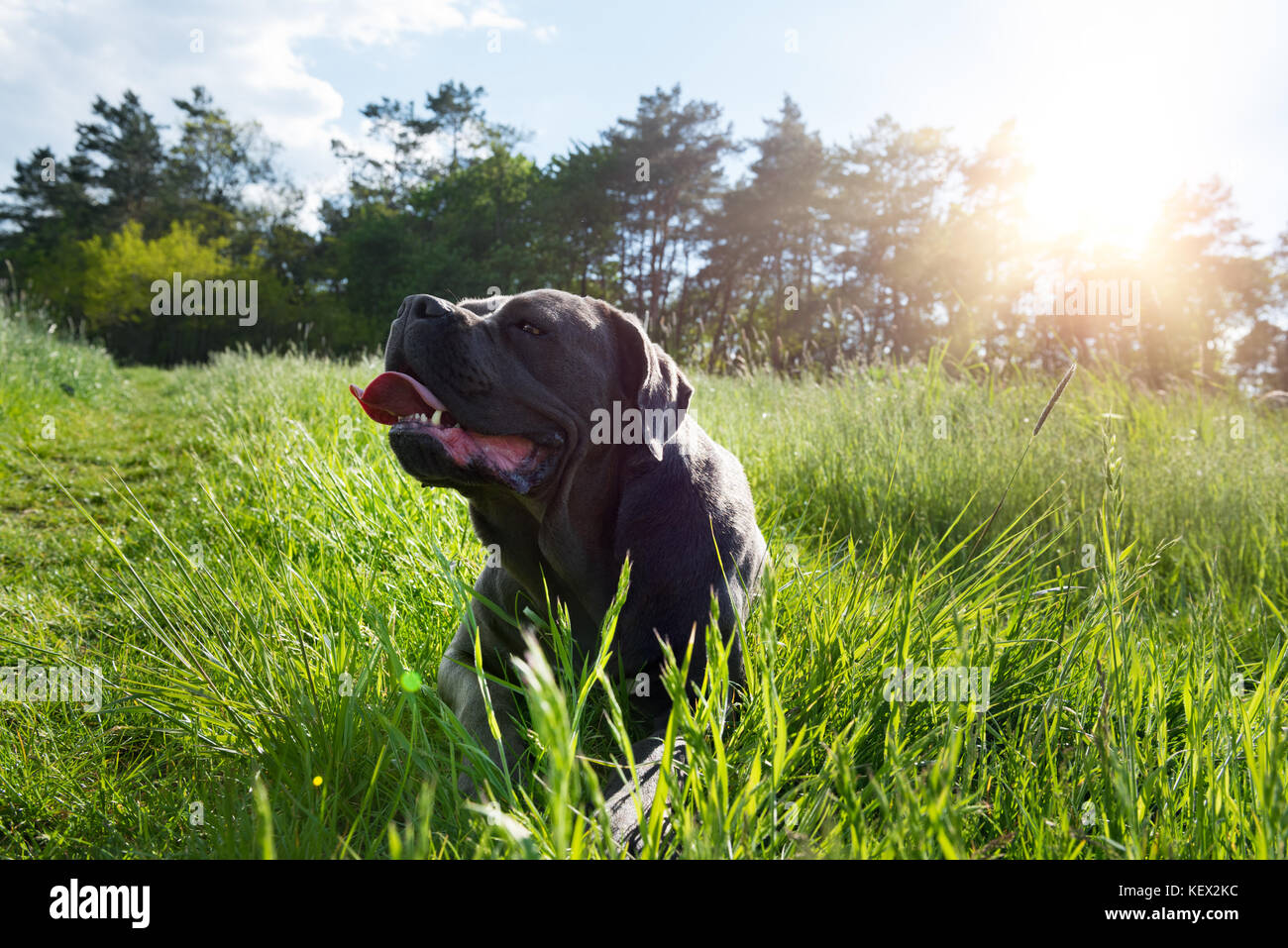 Cane Corso, chien de mastiff italien Banque D'Images