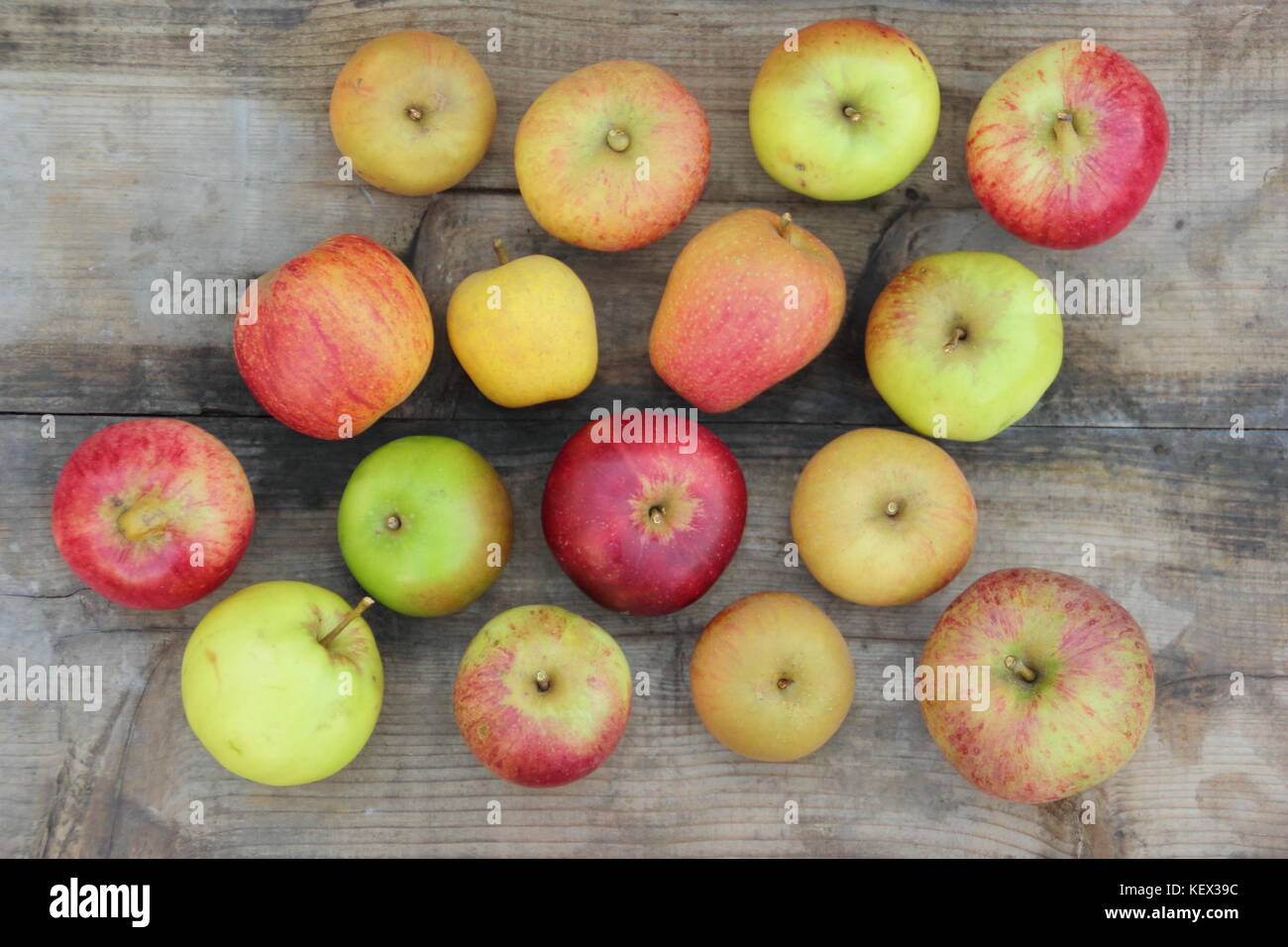 Anglais fraîchement récolté les pommes (Malus domestica) y compris patrimoine Pitmaston Ananas, Worcester Pearmain et Lamb's Seedling, automne UK Banque D'Images