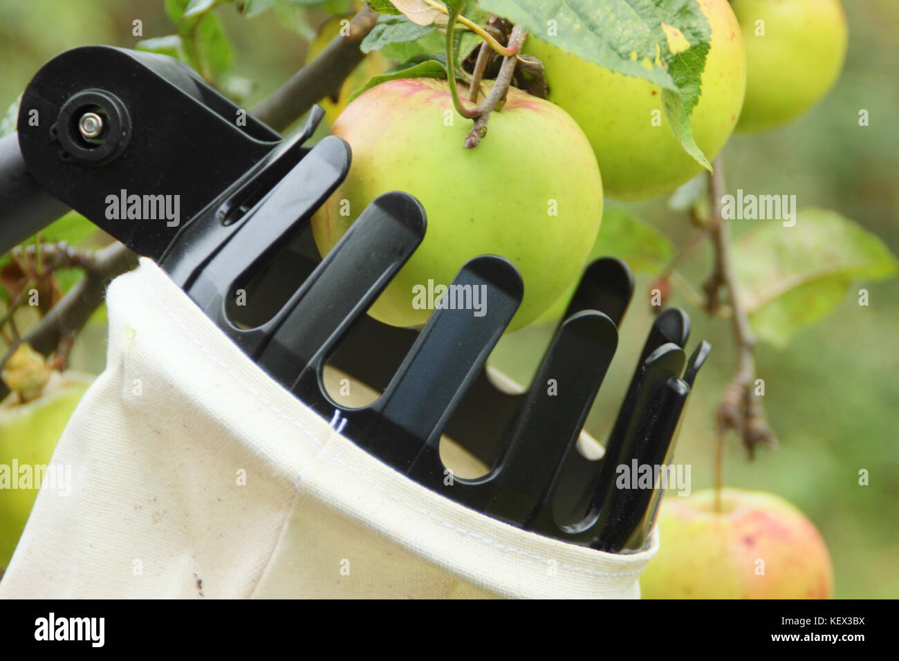 English les pommes sont récoltées à l'aide d'un outil de cueillette de fruits dans un verger de la fête de la communauté Apple à Sheffield, Yorkshire sur un jour d'automne UK Banque D'Images