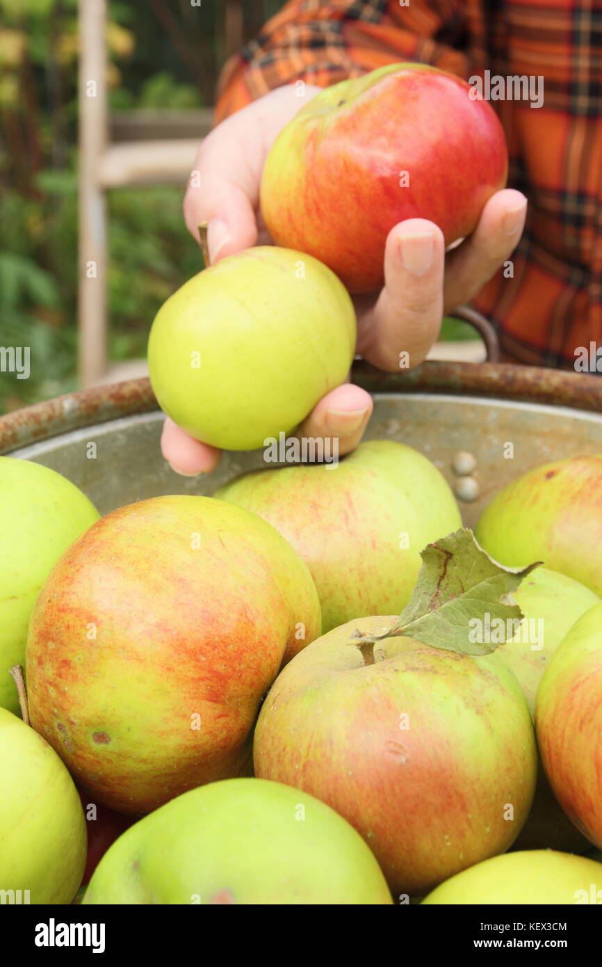 Bramley pommes (Malus domestica Bramley's Seedling) sont recueillies à partir d'un arbre dans un jardin anglais par un homme de terrain de l'automne (octobre) Banque D'Images