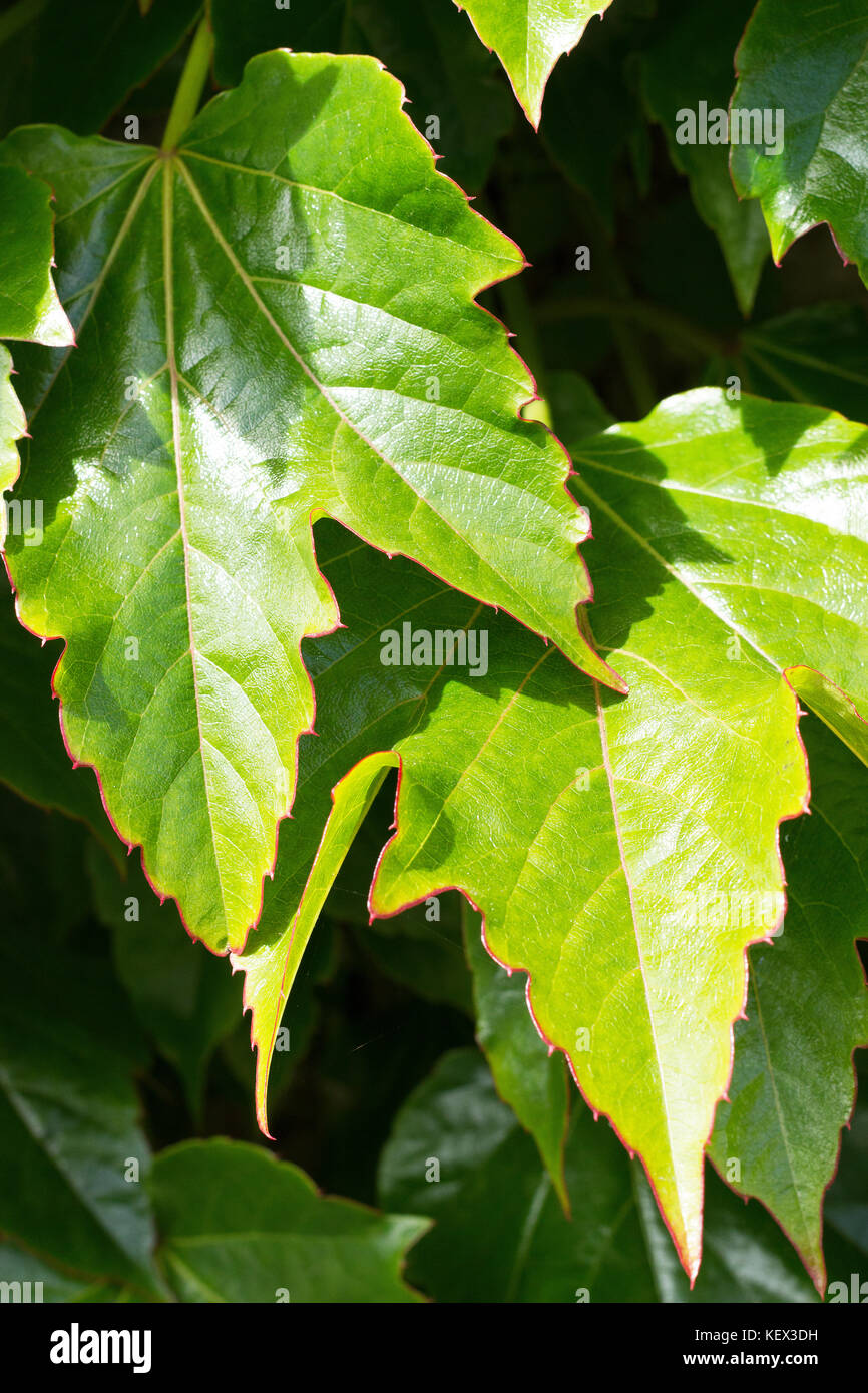 Ivy / feuilles de vigne Banque D'Images