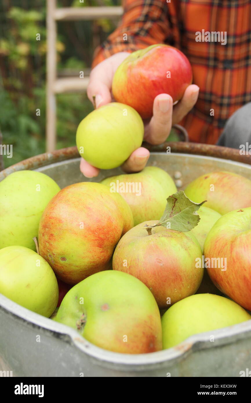 Bramley pommes (Malus domestica Bramley's Seedling) sont recueillies à partir d'un arbre dans un jardin anglais par un homme de terrain de l'automne (octobre) Banque D'Images