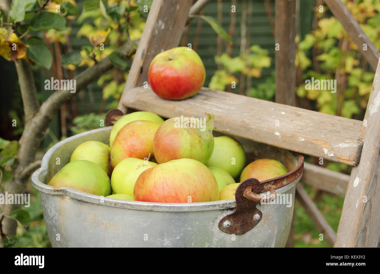 English Bramley pommes (Malus domestica) récolté d'un arbre dans un jardin anglais s'affichent dans une marmite sur une échelle en bois, UK Banque D'Images English Bramley pommes (Malus domestica) récolté d'un arbre dans un jardin anglais s'affichent dans une marmite sur une échelle en bois, UK Banque D'Images