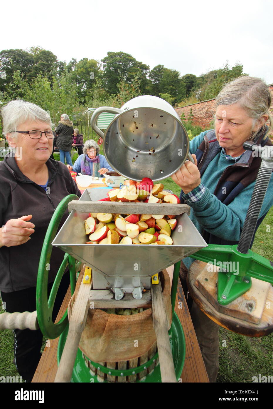 Cascade des pommes dans une presse pour être transformées en jus par des bénévoles lors d'une célébration de la fête de la pomme dans un verger sur un jour d'automne, UK Banque D'Images