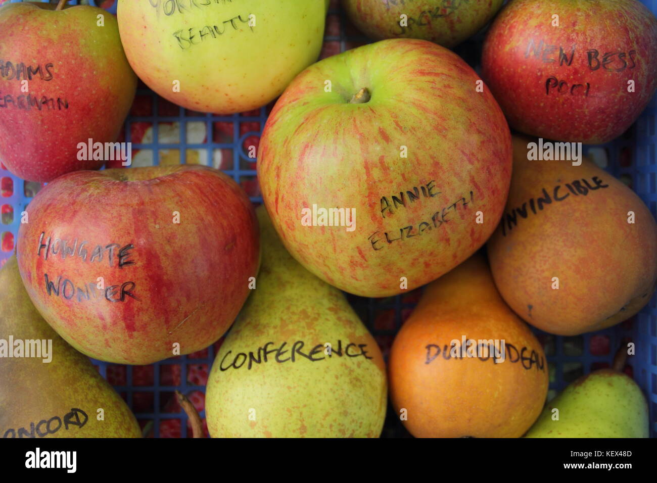 Variétés de pommes et de l'anglais y compris top class cooker Annie Elizabeth et beau classe, conférence, affichée à une célébration de la journée Apple, UK Banque D'Images
