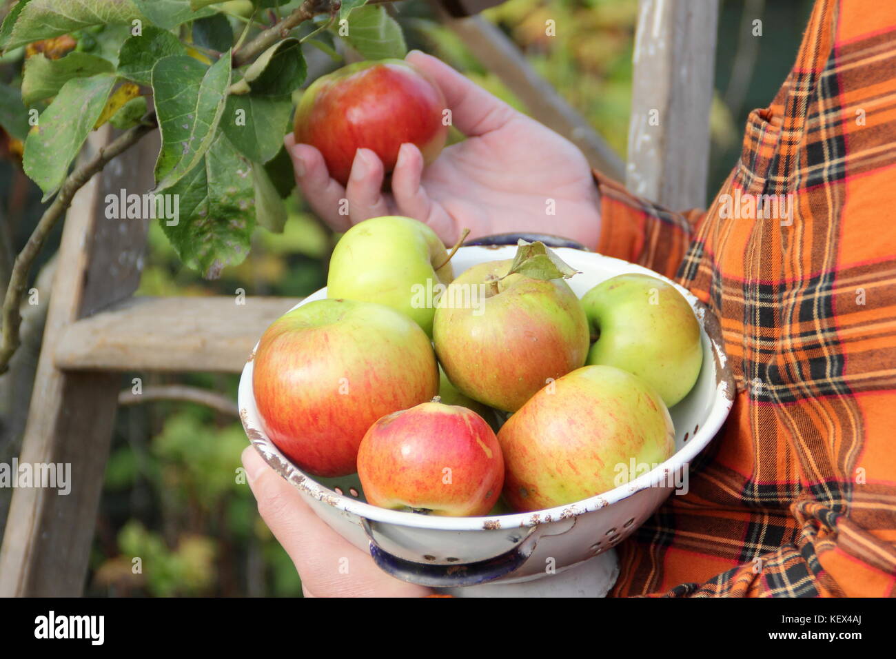 Bramley pommes (Malus domestica Bramley's Seedling) sont récoltés à partir d'un arbre dans un jardin anglais par un homme de terrain de l'automne (octobre) Banque D'Images