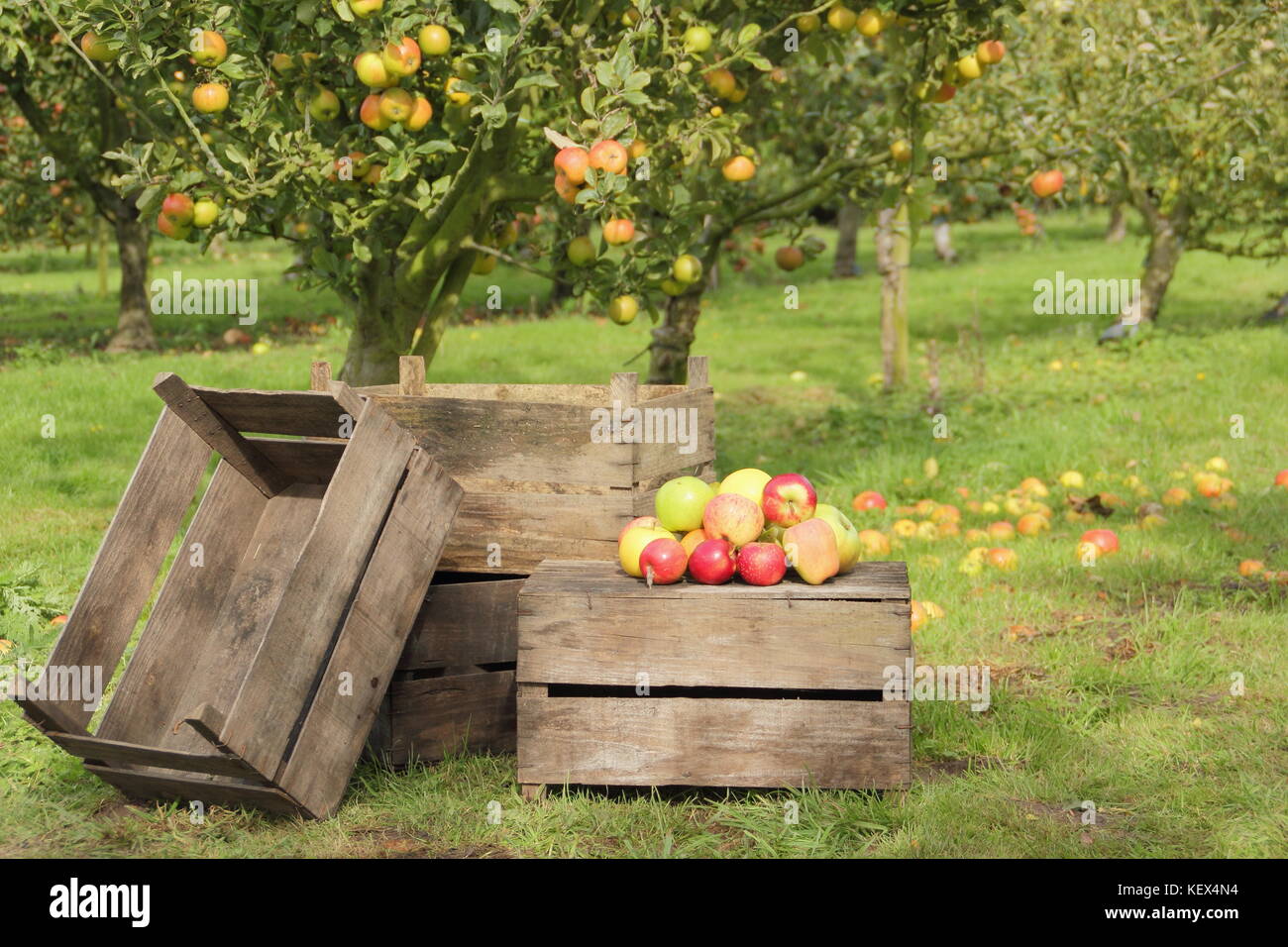 Les variétés de pommes du patrimoine y compris Duchesse's favorite, Bascombe Mystère et Hunt maison dans un verger anglais au moment de la récolte par un beau jour d'automne Banque D'Images