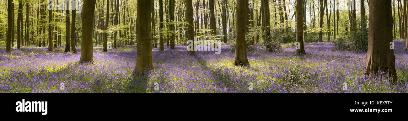 Les bluebell woods près de Micheldever dans le Hampshire. Banque D'Images