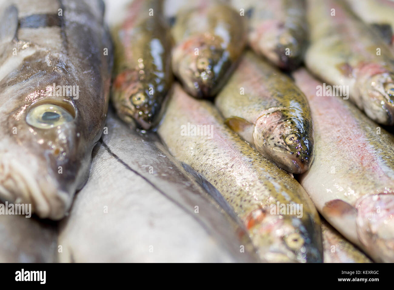 Un close-up de la truite fraîchement pêché sur la glace sur une échoppe de marché en Angleterre, Royaume-Uni Banque D'Images Un close-up de la truite fraîchement pêché sur la glace sur une échoppe de marché en Angleterre, Royaume-Uni Banque D'Images