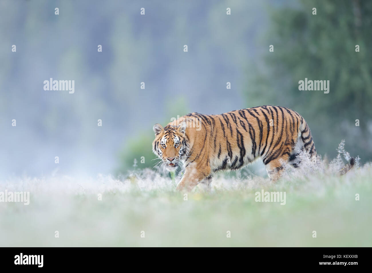 Staring Siberian Tiger Banque D'Images