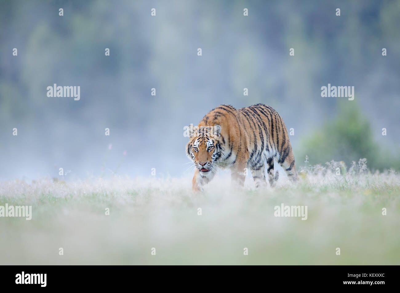 Image tigre siberien libre de la chasse Banque D'Images