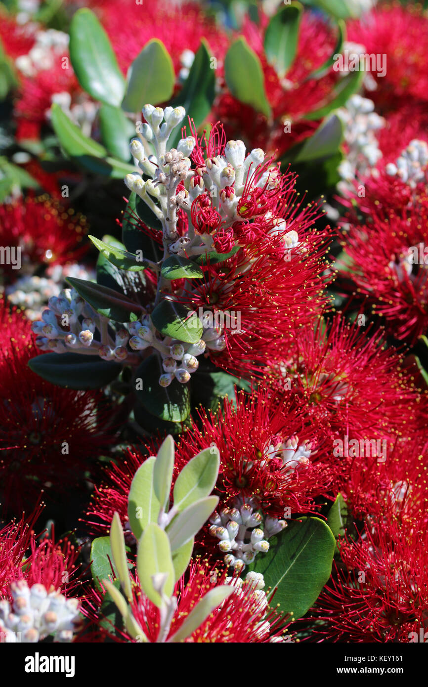 Bottlebrush rouge commun Banque D'Images