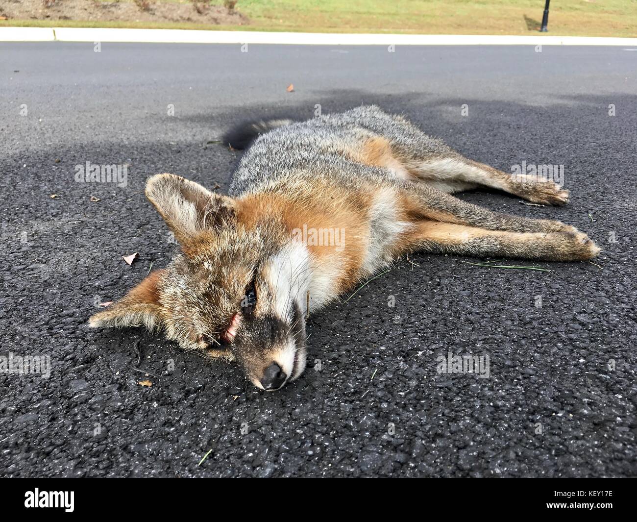 Mort coyote (Canis latrans) roadkill Banque D'Images