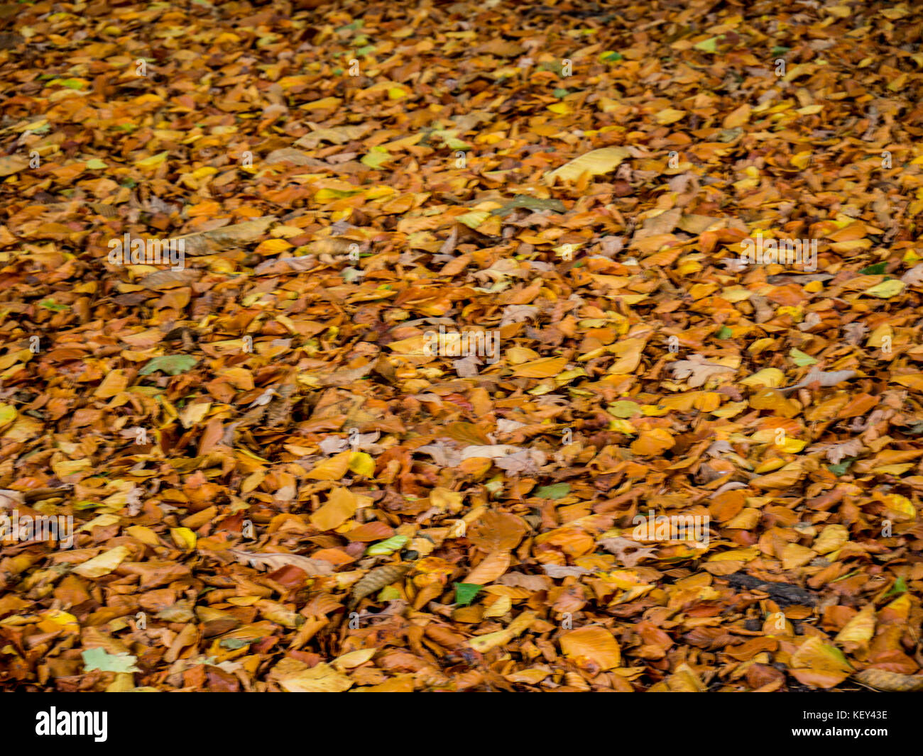 feuilles d’automne Banque D'Images