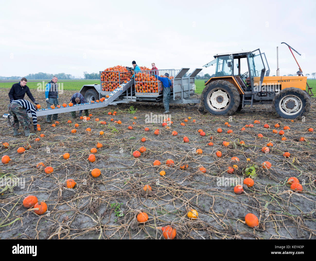 Farm farmer agriculture netherlands groningen Banque de photographies et  d'images à haute résolution - Alamy