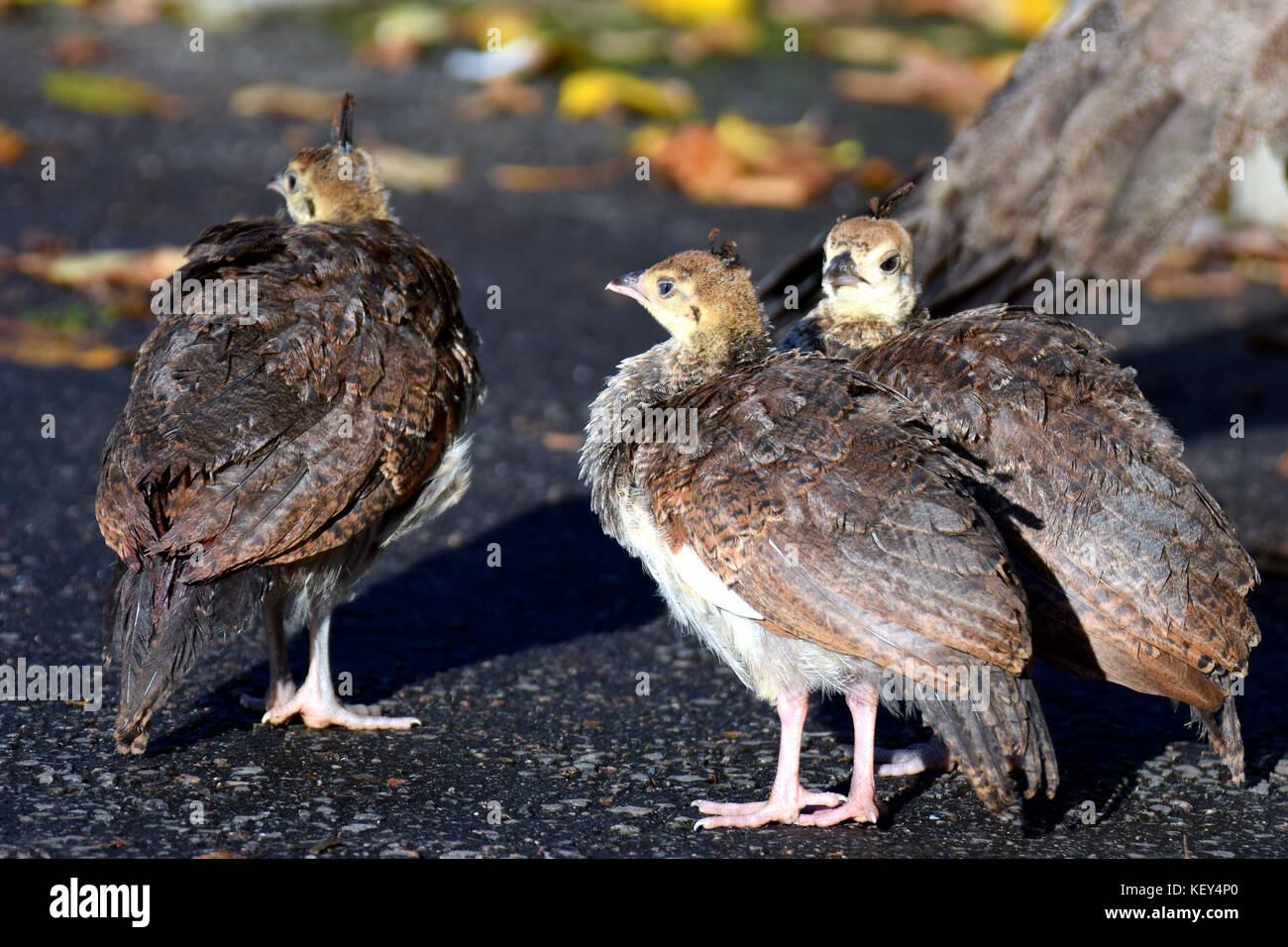 Pavo cristatus (paons indiens) oiseaux poussins Banque D'Images