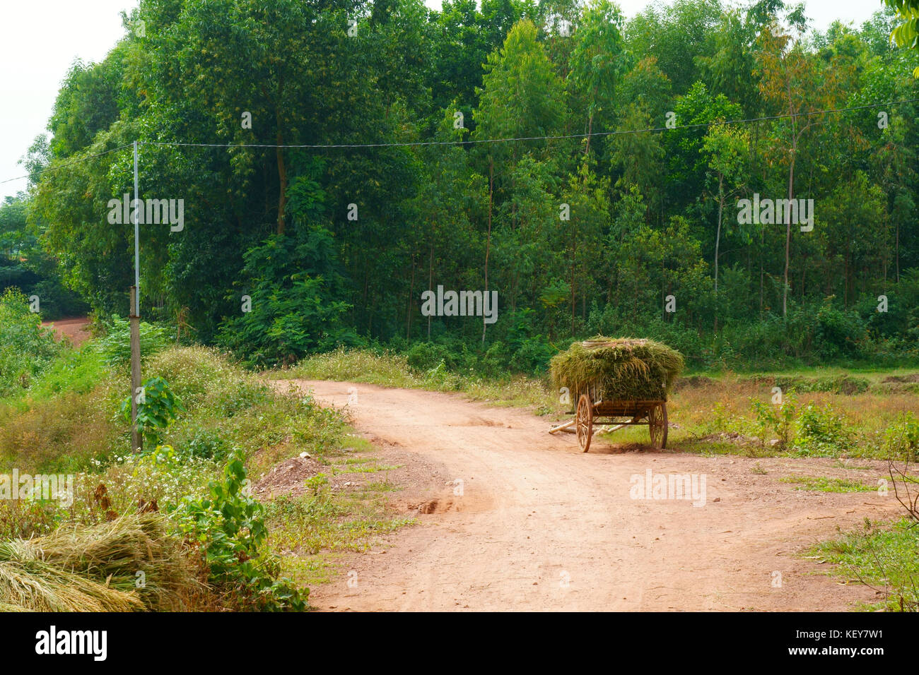 Route de village dans la saison de récolte de riz Banque D'Images