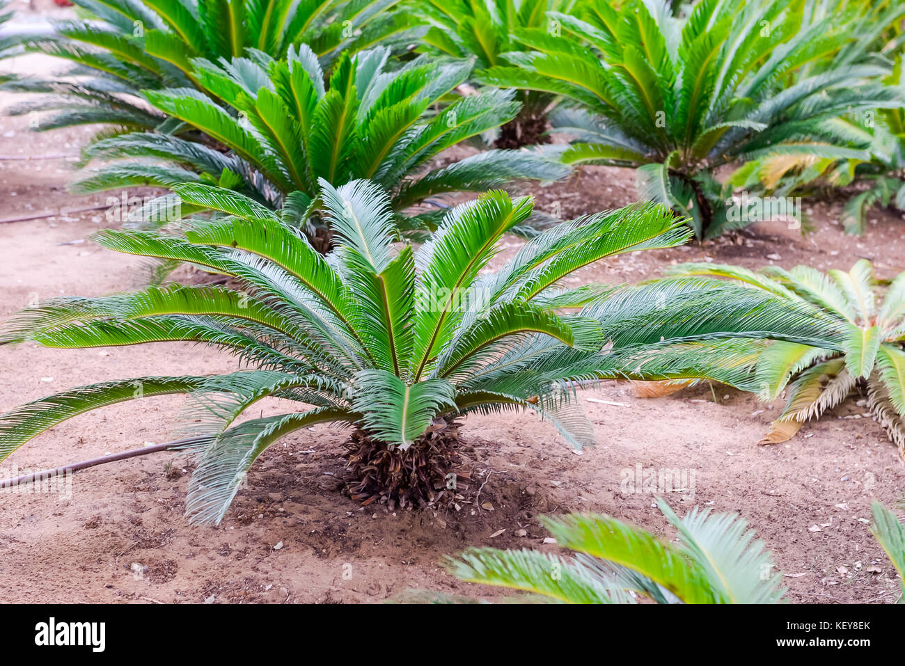 Près de petits palmiers en pépinière plantation avec l'irrigation artificielle, selective focus. espace pour texte. Banque D'Images