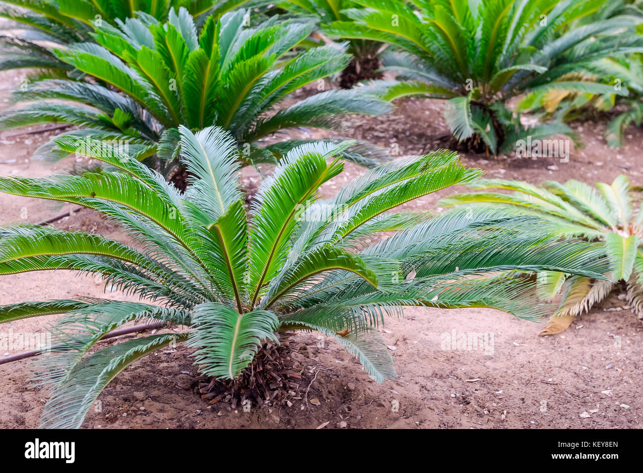 Près de petits palmiers en pépinière plantation avec l'irrigation artificielle, selective focus. espace pour texte. Banque D'Images