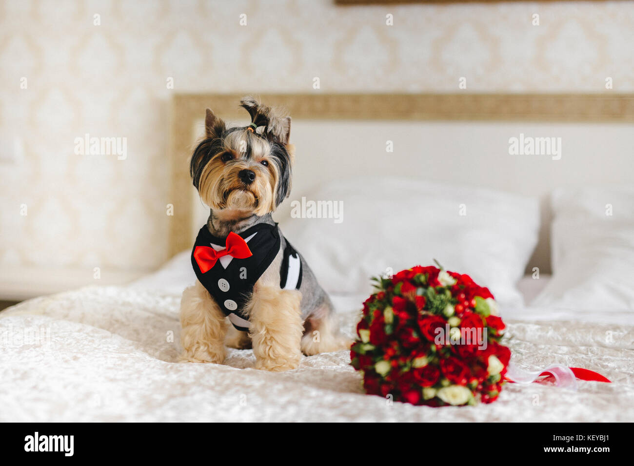Chien dans le prix de la mariée mariage de détails. Banque D'Images