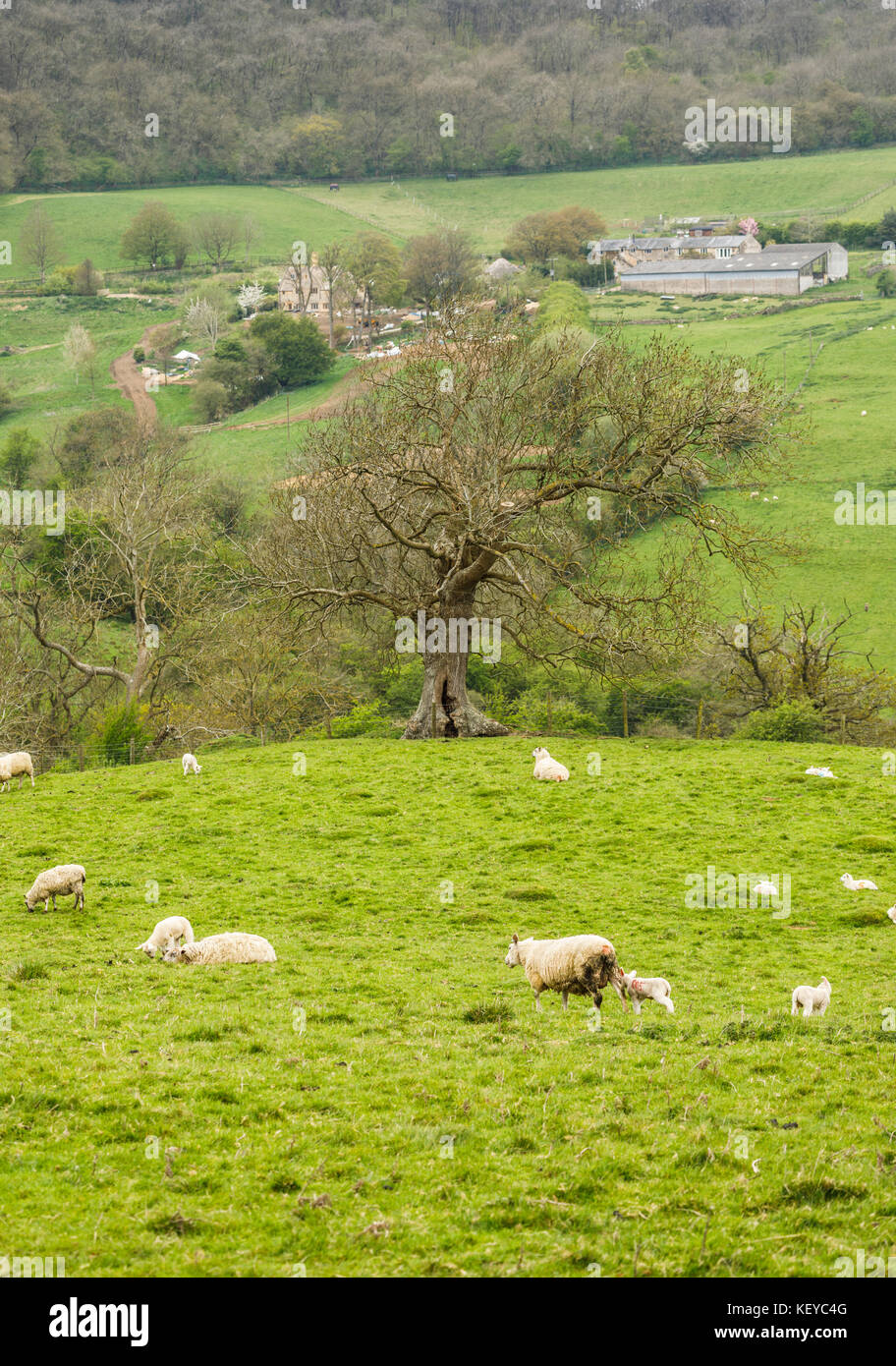 Paysage Cotswold : moutons blancs et les jeunes agneaux de printemps dans un champ près de Snowshill dans campagne vallonnée dans les Cotswolds Gloucestershire au printemps Banque D'Images