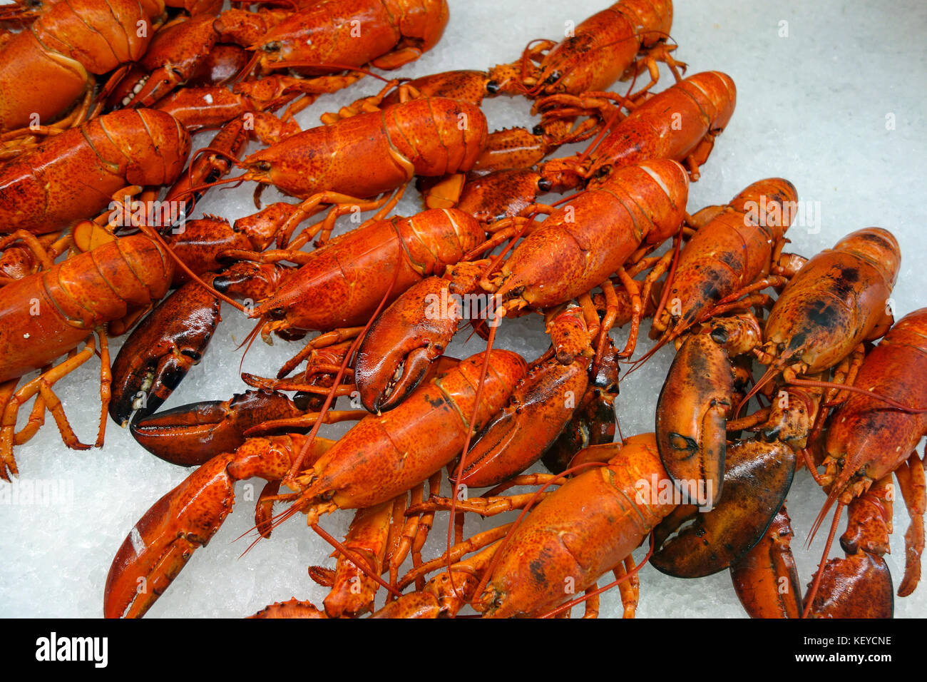 homards sur glace Banque D'Images