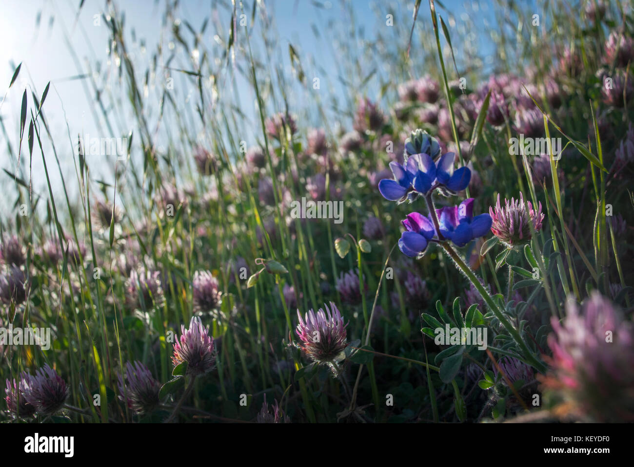 Les fleurs sauvages tapissent une colline, parc national Mount Tamalpais, Californie Banque D'Images