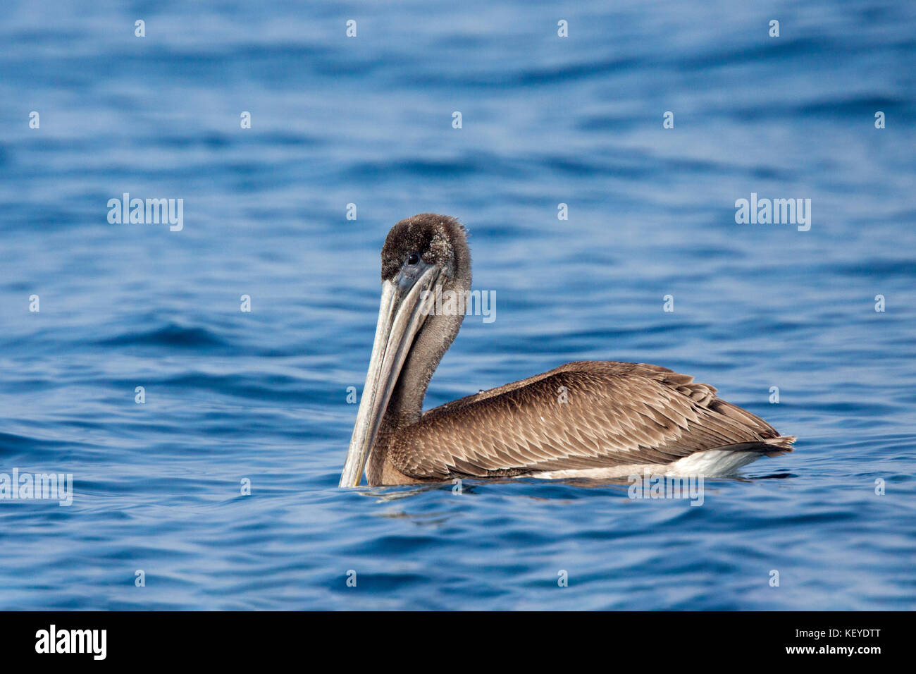 Pélican brun Pelecanus occidentalis San Diego, California, United States 10 septembre 2012 pelicanidae immatures Banque D'Images