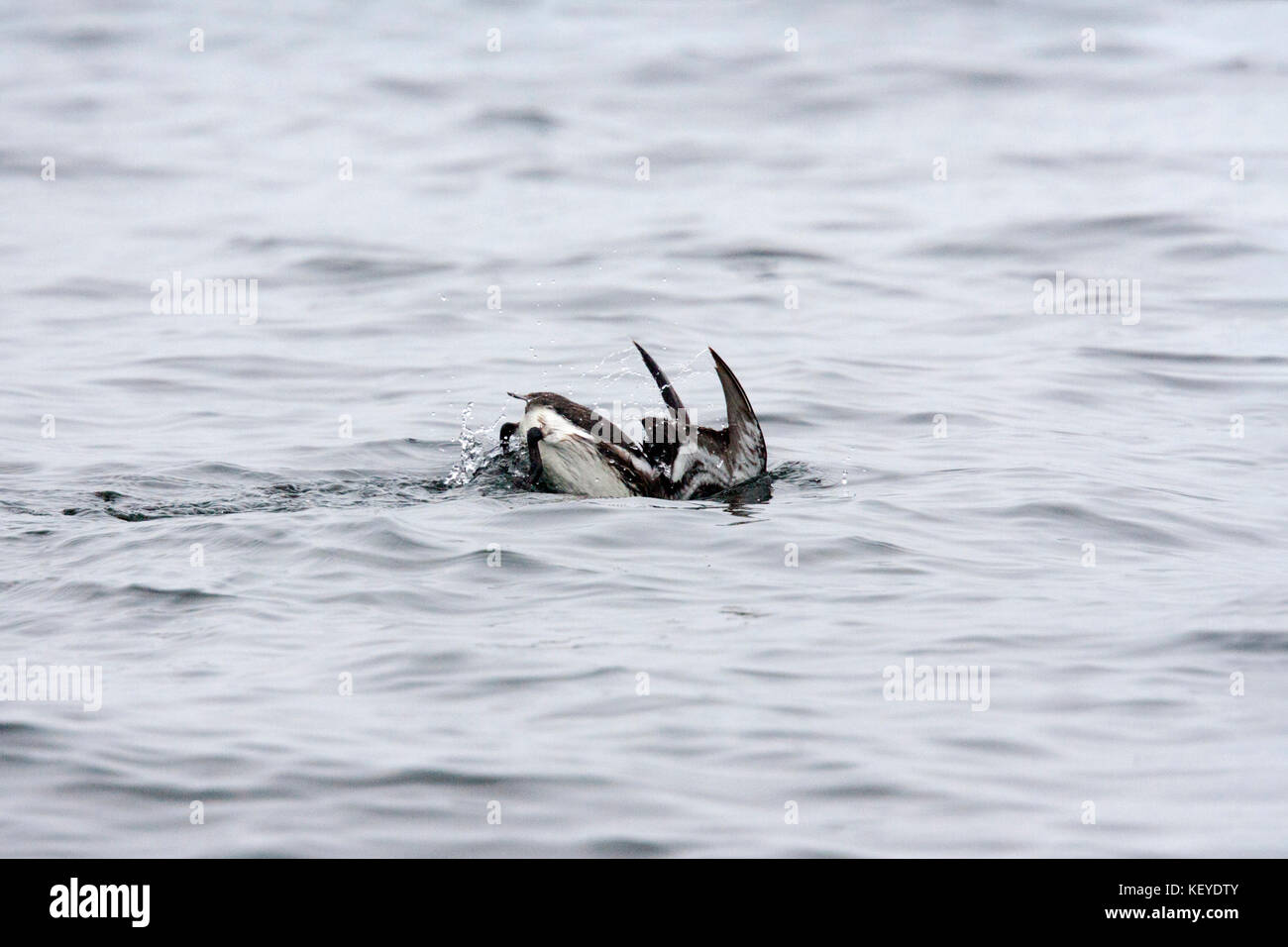 Guillemot de Troïl Uria aalge la baie de Monterey, Californie, États-Unis 24 juin plongée adultes alcidae. Banque D'Images