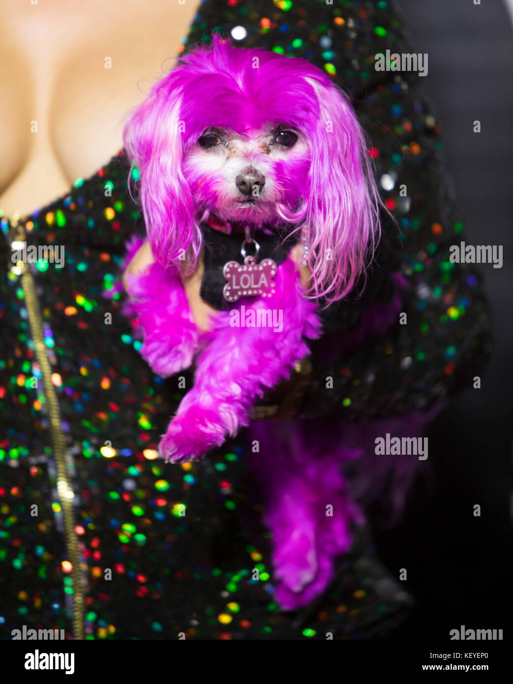 Charisse Mills opéra pop, chanteur et auteur-compositeur, avec chien Lola sur tapis rouge. Style Fashion Week, Pacific Design Center, West Hollywood, Los Angeles, Banque D'Images
