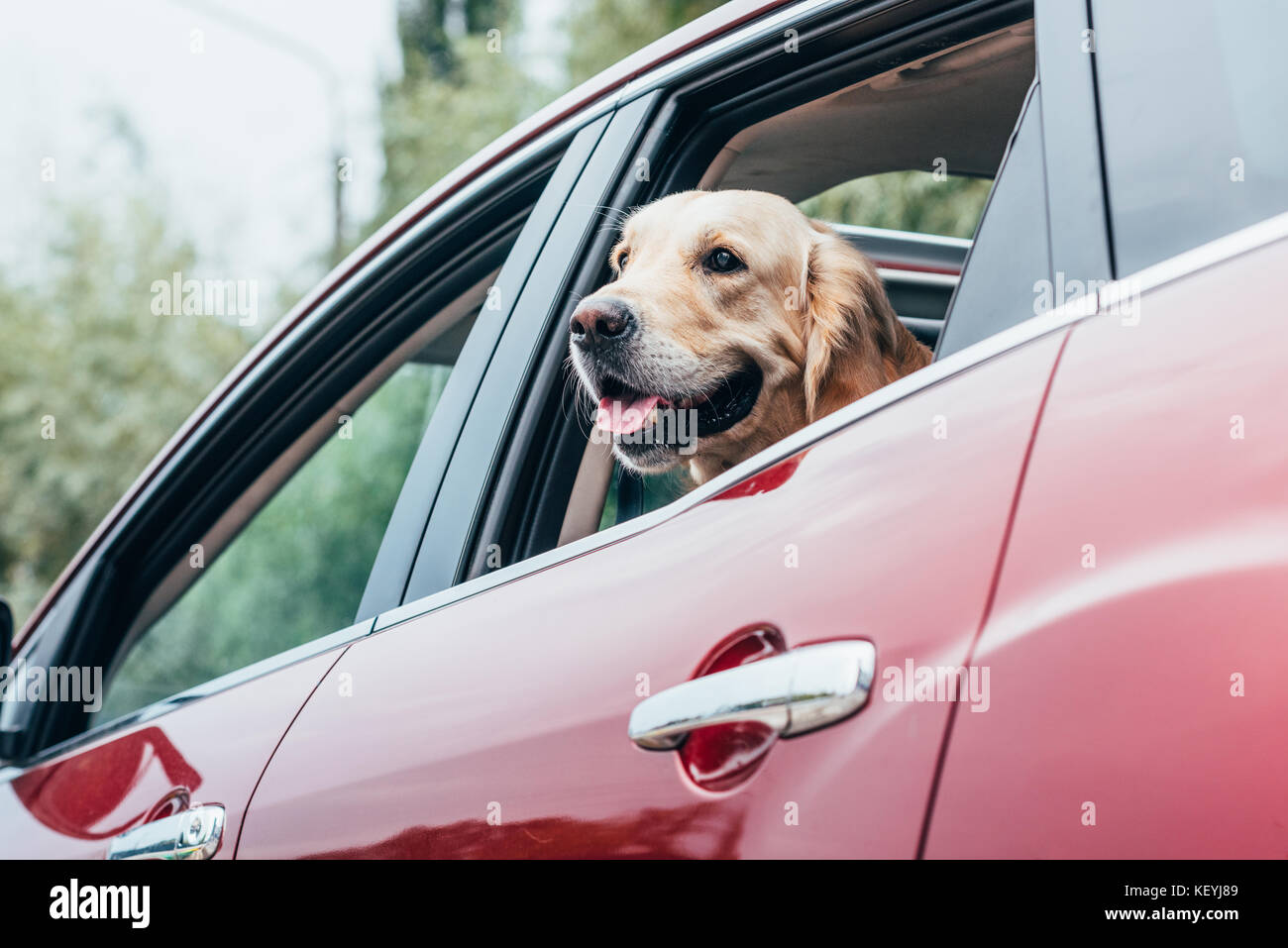 Chien à la fenêtre de la voiture de Banque D'Images