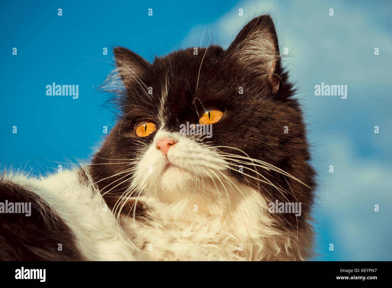 Du noir et blanc portrait curieux persian kitty cat donne par derrière avec le fond de ciel bleu. vintage style photographique et cinématographique. Banque D'Images