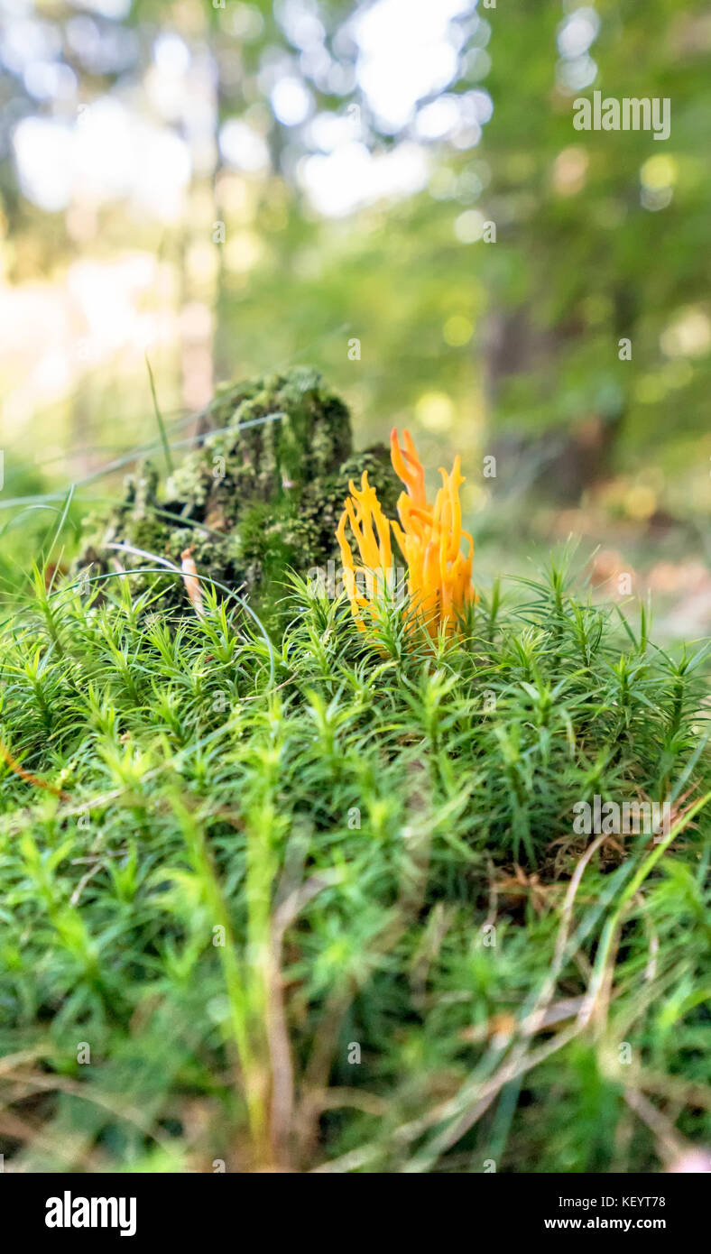 Low angle shot d'un orange corail champignons dans une ambiance forestière Banque D'Images