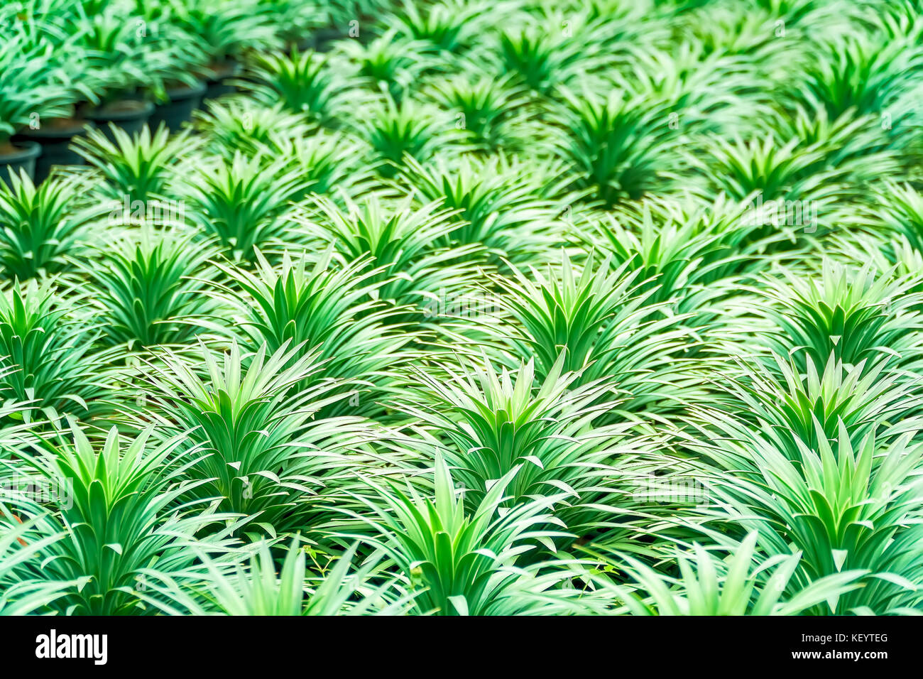Belles feuilles naturelles de Chlorophytum comosum plante. Banque D'Images