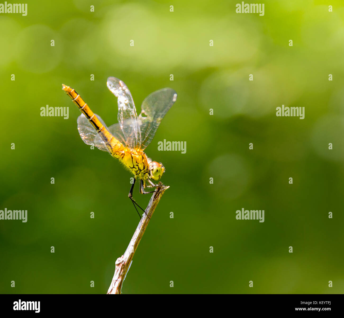 Sunny allumé en vert libellule au repos ambiance floue Banque D'Images