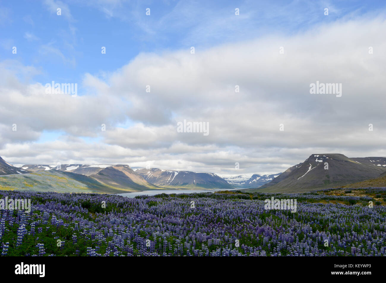 Purple fleurs champ lupin en vallée inf à l'ouest de l'islande Banque D'Images