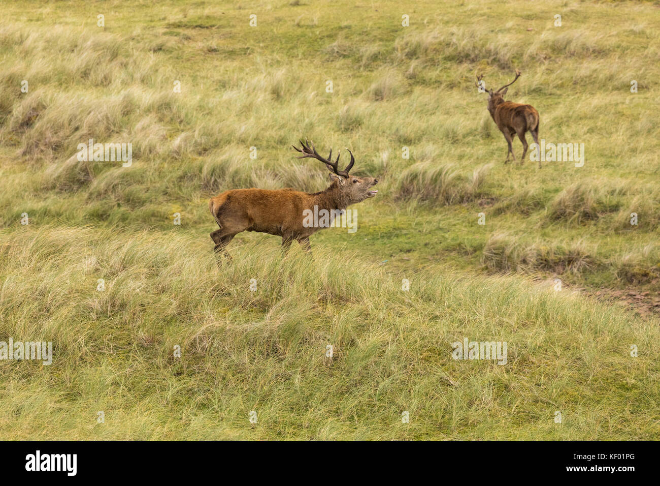 Paire de Red Deer cerf (Cervus elaphus scoticus) appelant au cours de la saison de rouille dans la nature. Banque D'Images