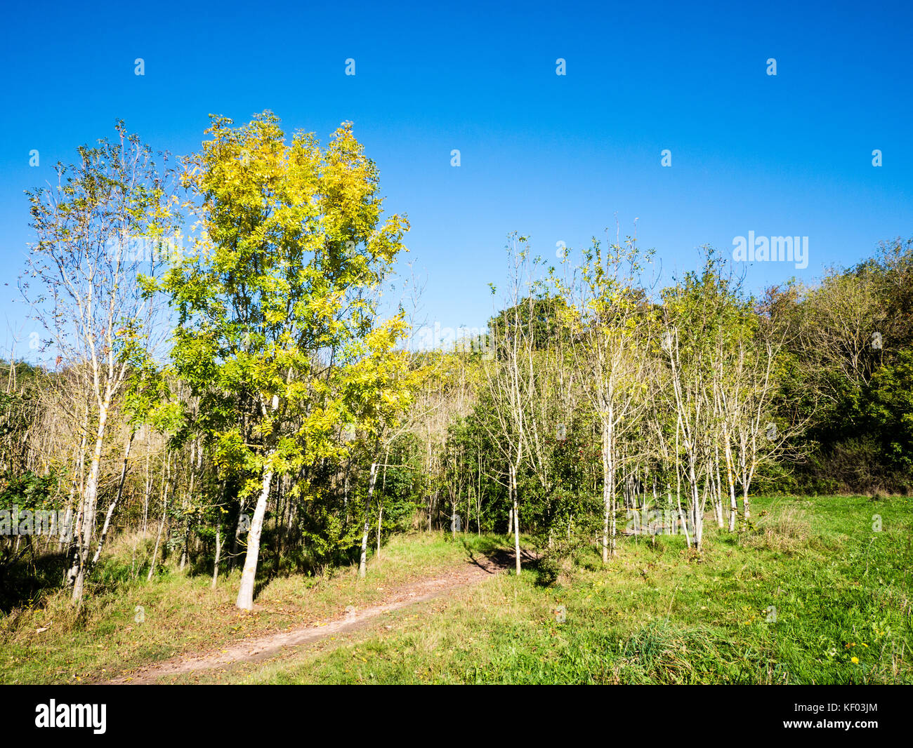 Sentier, Clayfield Copse & Bois Blackhouse, Emma Green, Reading, Berkshire, Angleterre Banque D'Images