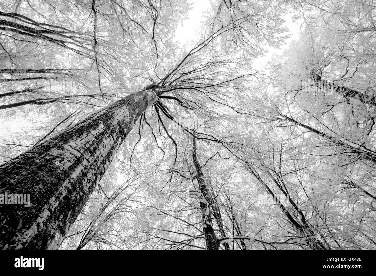 À la recherche jusqu'à un auvent caduques en hiver, le parc national des Lacs de Plitvice, Croatie, Janvier 2017 Banque D'Images