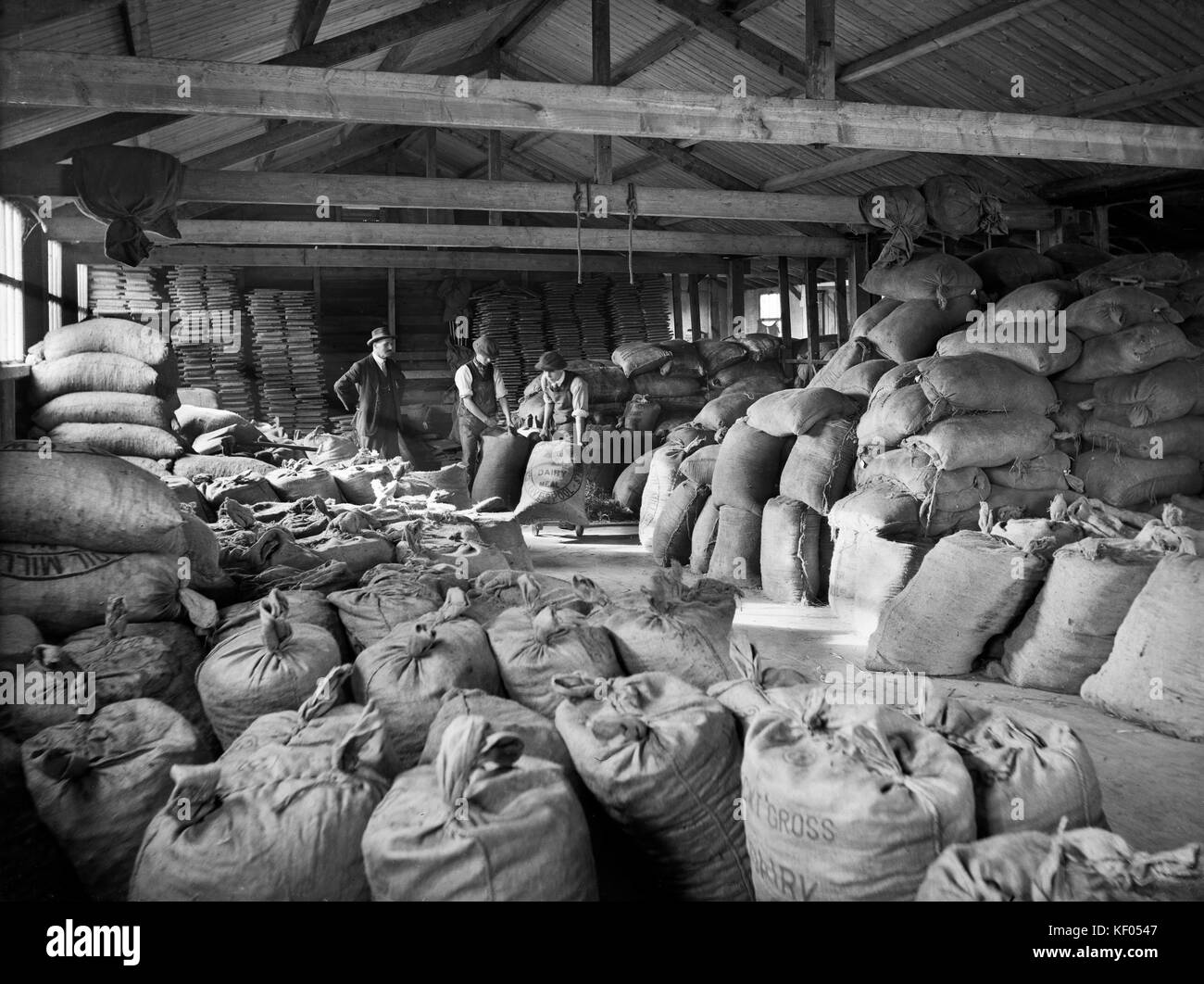 Ulverston gare de marchandises, le Prince's Street, Ulverston, Cumbria. Déménagement hommes sacs de repas laitiers dans un dépôt utilisé par le Furness et South Cumberland Suppl Banque D'Images