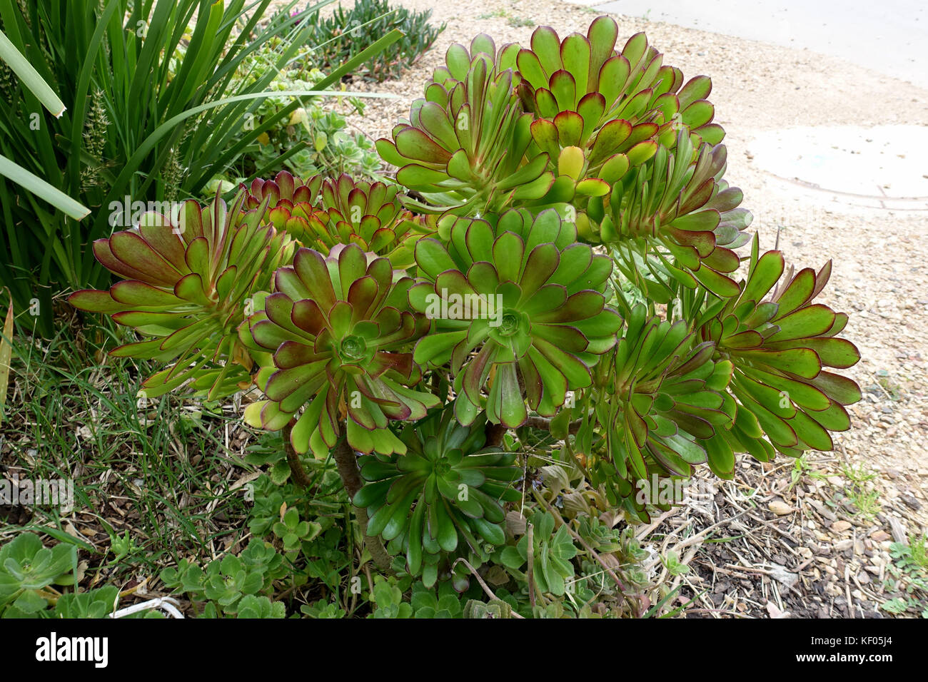 Aeonium arboreum atropurpureum développe dans le sol Banque D'Images