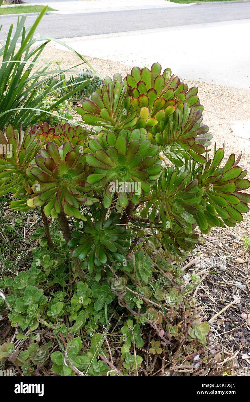 Aeonium arboreum atropurpureum développe dans le sol Banque D'Images