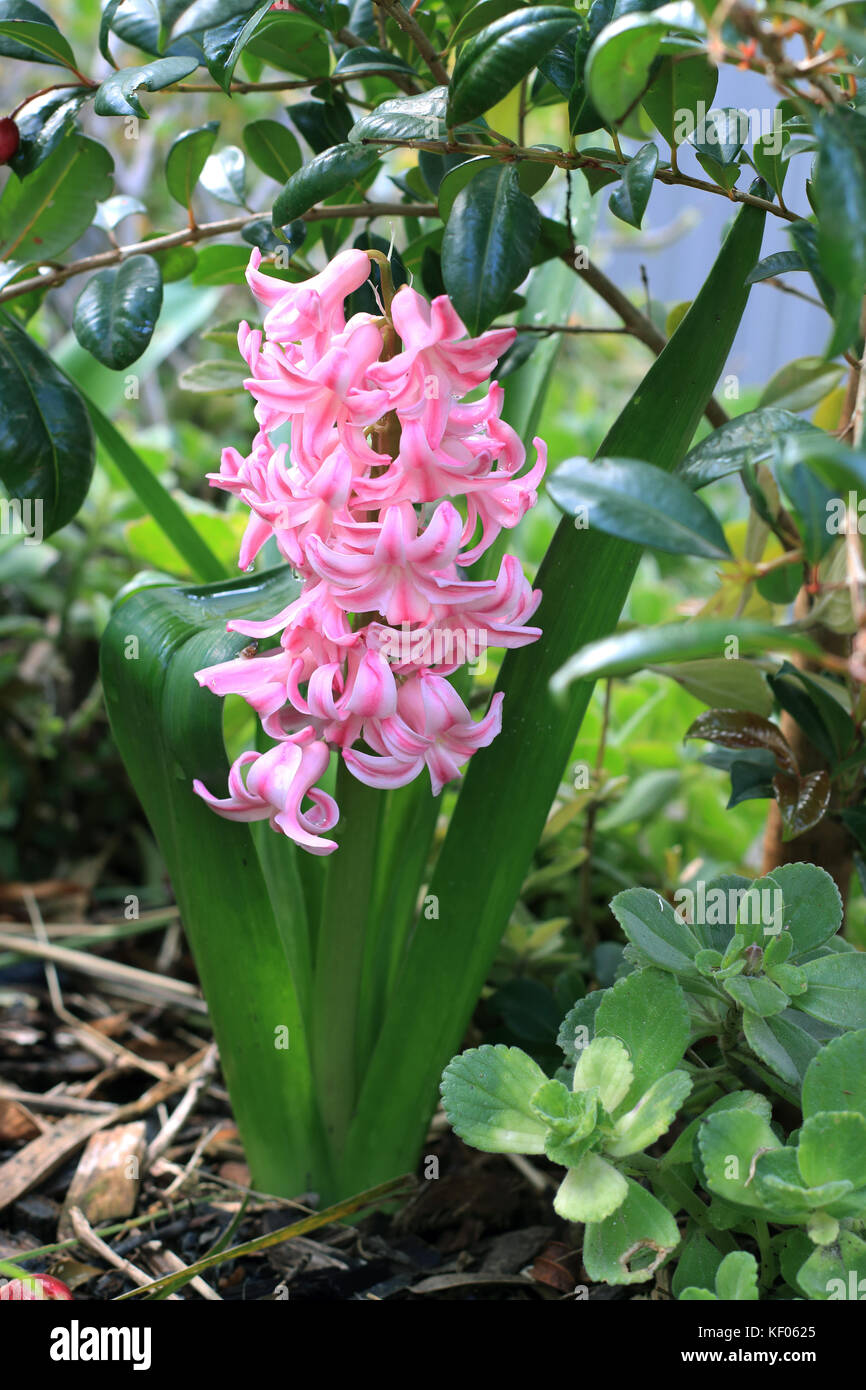 Jacinthes rose fleur en pleine floraison Banque D'Images