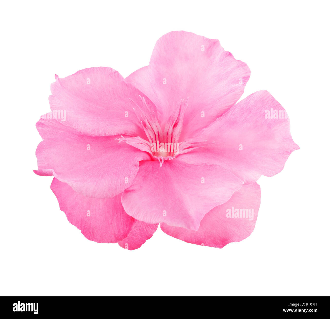 Nerium oleander flower isolated on white background Banque D'Images Nerium oleander flower isolated on white background Banque D'Images